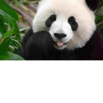Mikey panda shop
