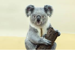 Koala Kingdom!
