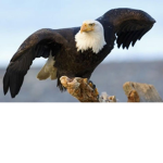 Pilots Birds (Grupo en spanish Mexico)Robux gratis