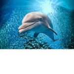 Dolphins!!!!