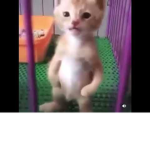 i dontdf
