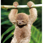 the sloth cafe [flam go fans]