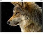 XXDJWOLF478 fan group