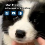 Stan Miso