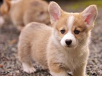 chloethepuffball fangroup