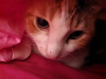 THE KITTY CAT FAN GROUP!