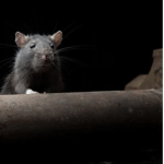 Rats.In.The.Back