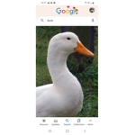 Ducks in the squad