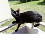 CATS space good