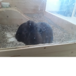 Oddy der mops