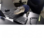 only online crocodiles