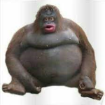 Monke Regime