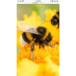 TheLittleBees