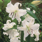 Flowers and frogs