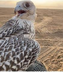 قروب صالح
