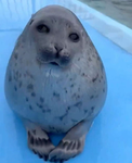 SILLY SEALZ!