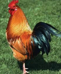 Chicken Munchersss