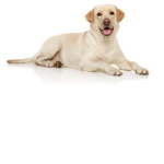The People Who Loves Dogs Group