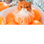 gatos e comidas