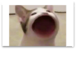PopCatTonk army