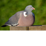 Lord pigeons squad