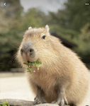 The capybaras for life