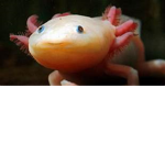 the best axolotl group!!!