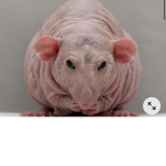 Piggy wigie