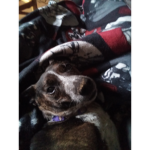 The Doggy Love Group!!!