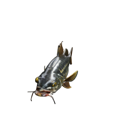 catfish by rizani