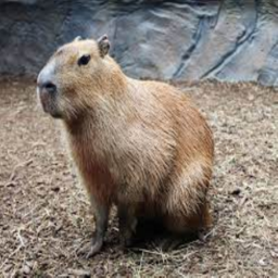The Capybara Place