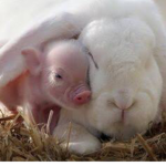 Its me piggy and bunny