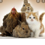 animal army!*!