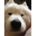 Midnight doggos