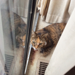 Cats world