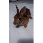 Emma"s group and Molly the bunny