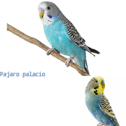 Pajaro palacio