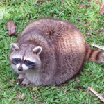 Spherical Raccoon