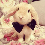 bunnyhoppers ; gc