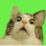 The Kitty Kat Group