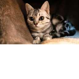 Obby :)