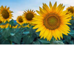 Sun.flowers