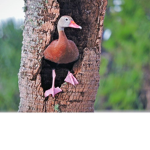 Tree Ducks