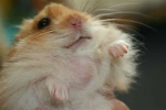 ~The Sunny Hamsters~