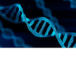 dual_binary