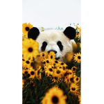 nature is wonder
