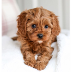Puppy sky