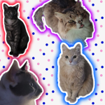Os Gatinhos: canal
