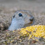 The Third Gopher Battalion