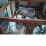 Rosie the kitten's group